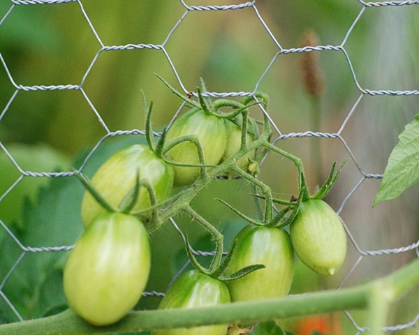 [DSC_0226 copy 2[5].jpg]